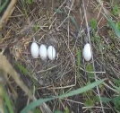 Картинки по запросу фото гнездо совы
